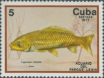 Cyprinus carpio