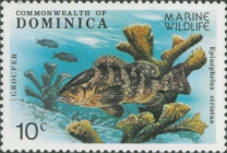 Epinephelus striatus