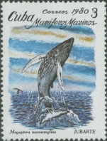 Megaptera novaeangliae