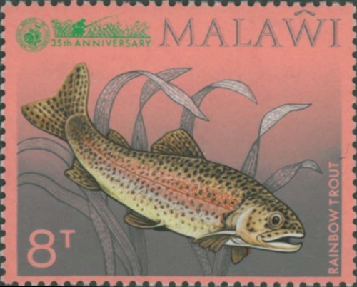 Oncorhynchus mykiss Oncorhynchus mykiss