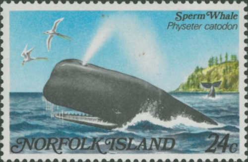 Physeter macrocephalus