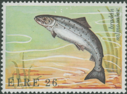 Salmo salar Salmo salar