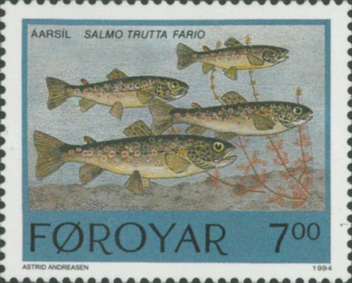 Salmo trutta fario Salmo trutta fario
