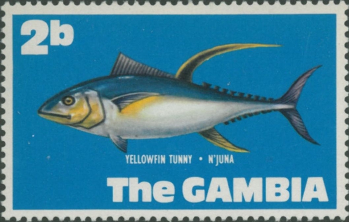 Thunnus albacares