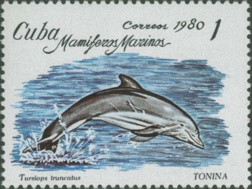 Tursiops truncatus