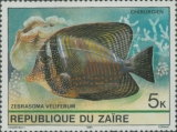 Zebrasoma veliferum, author: Collection VLIZ