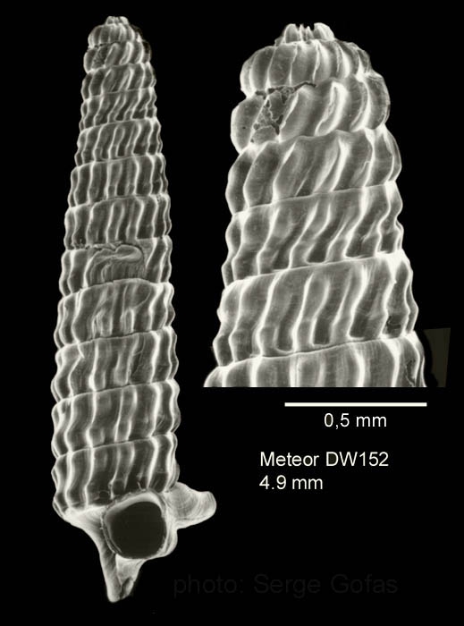 Trituba superstes (Bouchet & Fechter, 1981)Specimen from Great Meteor seamount, 30°02.0'N - 28°22.1'W, 470 m, 'Seamount 2' DW152 (actual size 4.9 mm). Scale bar for protoconch 500 µm.