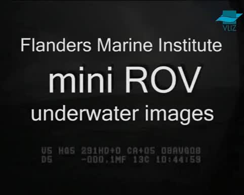 VIDEO: Underwater images from mini ROV