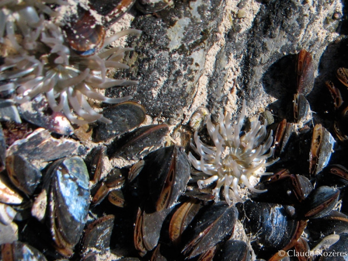 Aulactina stella Aulactina stella