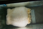 Cnidarians