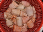 Cnidarians