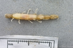 Isopoda