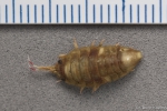 Isopoda