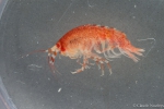 Amphipoda