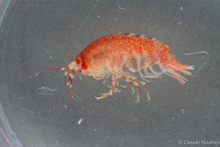 Eusirus cuspidatus Eusirus cuspidatus