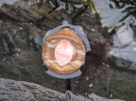 Amicula - underside of chiton, author: Nozes, Claude