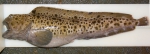 Perciformes