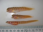 Perciformes