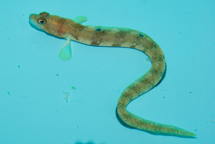 Gymnelus viridis Gymnelus viridis