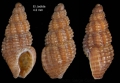 Caenogastropoda
