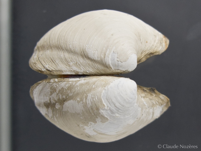 Thyasira equalis-1 Thyasira equalis-1