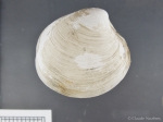 Molluscs
