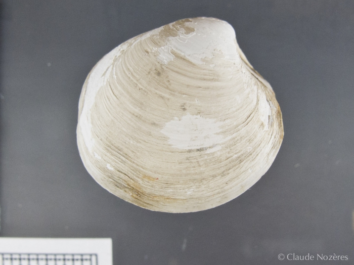 Thyasira equalis-2 Thyasira equalis-2