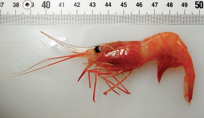 Atlantopandalus propinqvus Atlantopandalus propinqvus