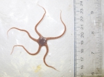 Brittle stars