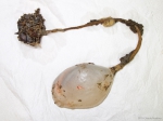 Tunicates