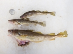 Microgadus tomcod - Atlantic tomcod (poulamon atlantique), author: Nozes, Claude