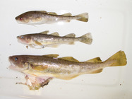 Microgadus tomcod - Atlantic tomcod