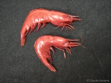 Acanthephyra - pair of scarlet shrimps, author: Nozes, Claude