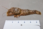Shrimp