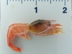 Shrimp