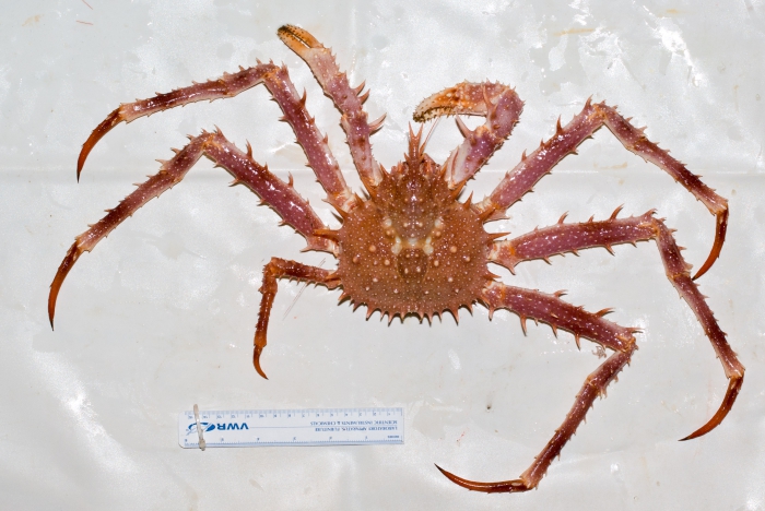 Lithodes maja - northern stone crab Lithodes maja - northern stone crab