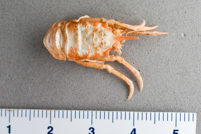 Munidopsis curvirostra - galatheid crab Munidopsis curvirostra - galatheid crab
