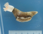 Sea cucumbers