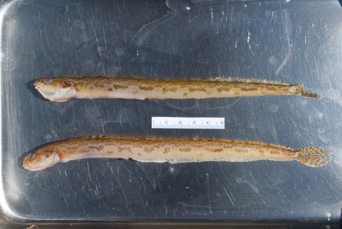 Lumpenus fabricii - eelblennies Lumpenus fabricii - eelblennies