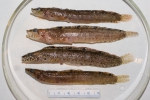 Stichaeus punctatus - Arctic shanny, author: Nozes, Claude