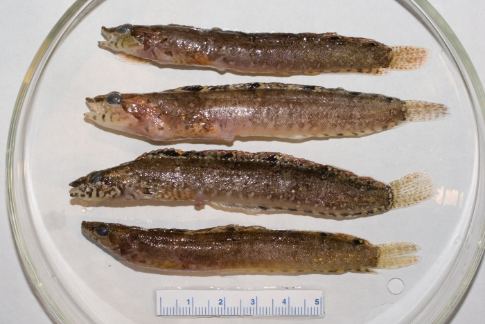 Stichaeus punctatus - Arctic shanny Stichaeus punctatus - Arctic shanny
