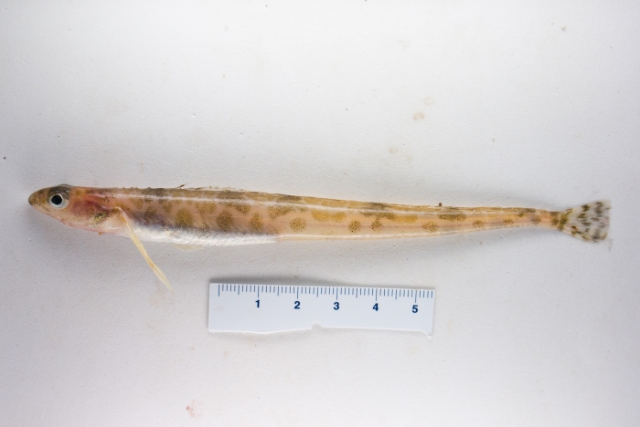 Leptoclinus maculatus - daubed shanny Leptoclinus maculatus - daubed shanny