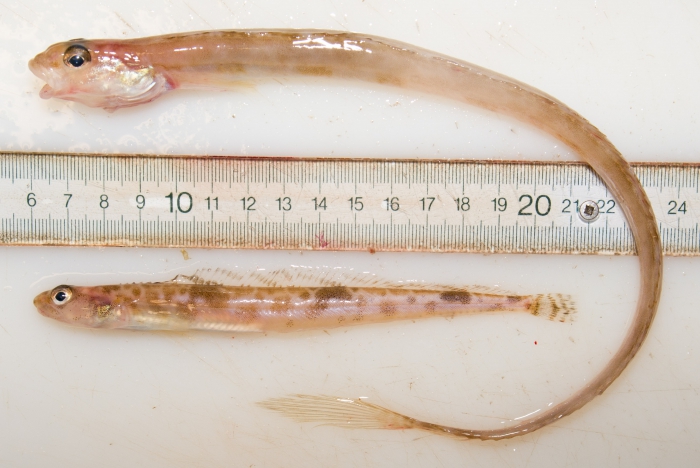 Two eelblennies (Stichaeidae) Two eelblennies (Stichaeidae)