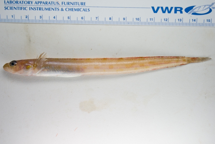 Anisarchus medius Anisarchus medius