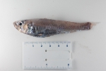Neoscopelus macrolepidotus - fresh, author: Nozes, Claude