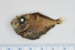 Polyipnus clarus (conserved)