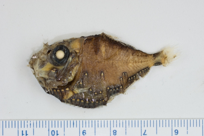 Polyipnus clarus (conserved) Polyipnus clarus (conserved)