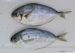 Peprilus triacanthus