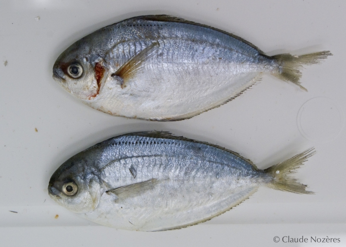 Peprilus triacanthus Peprilus triacanthus