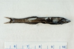 Cyclothone microdon, author: Nozes, Claude